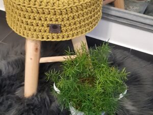 Stolicka kiwi